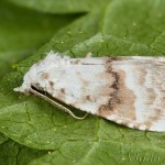 Meganola albula - Drobnička biela 18-22-58