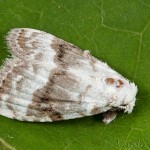 Meganola albula - Drobnička biela 20-19-17