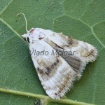 Meganola albula cf - Drobnička biela 175520