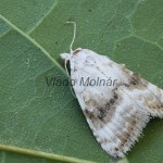 Meganola albula cf - Drobnička biela 175610