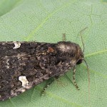 Melanchra persicariae - Mora čierna 152857