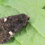 Melanchra persicariae - Mora čierna 194851