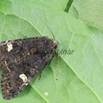 Melanchra persicariae - Mora čierna 200557