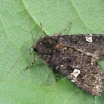 Melanchra persicariae - Mora čierna 203136
