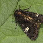 Melanchra persicariae - Mora čierna 21-16-01