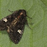 Melanchra persicariae - Mora čierna 21-17-39