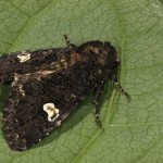 Melanchra persicariae - Mora čierna 21-18-59