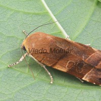 Noctua fimbriata - Mora zemiaková 195707