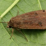 Noctua pronuba - Mora štiavová 21-26-57