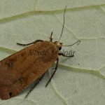 Noctua pronuba - Mora štiavová  21-45-02