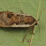 Noctua pronuba - Mora štiavová  21-52-08