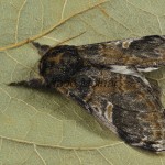 Notodonta tritophus - Chochlatka topoľová 214700