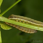 Ochropleura plecta - Siatica čakanková 18-24-30