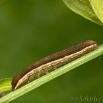 Ochropleura plecta - Siatica čakanková 18-25-36