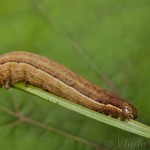 Ochropleura plecta - Siatica čakanková 21-25-54