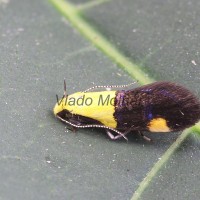 Oecophora bractella - Zdobka skvostná 105257