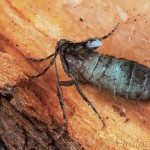 Operophtera brumata - Jesenica jesenná 22-35-21