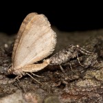 Operophtera brumata - Jesenica jesenná IMG_2010.jpg