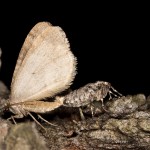 Operophtera brumata - Jesenica jesenná IMG_2016.jpg