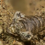 Operophtera brumata - Jesenica jesenná /samička/ 21-50-56
