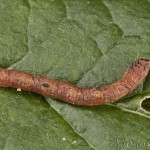 Ourapteryx sambucaria - Listnatka bazová 19-36-22