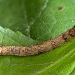 Ourapteryx sambucaria - Listnatka bazová 21-08-46