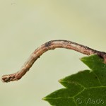 Ourapteryx sambucaria - Listnatka bazová 21-24-18