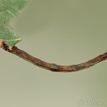 Ourapteryx sambucaria - Listnatka bazová 21-25-53