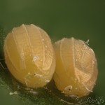Ourapteryx sambucaria - Listnatka bazová 22-48-37v