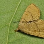Paracolax tristalis  - Pamora hrabanková 20-42-01