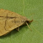 Paracolax tristalis  - Pamora hrabanková 20-43-21