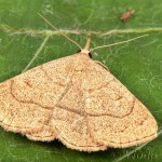 Paracolax tristalis - Pamora hrabanková 22-39-38