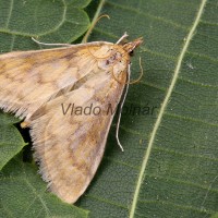 Paratalanta pandalis - Vijačka poľná 165026