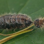 Penthophera morio - Smutník trávový 18-28-59
