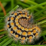 Penthophera morio - Smutník trávový 22-01-36
