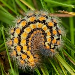 Penthophera morio - Smutník trávový 22-03-25