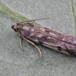 Phycitodes binaevella - Vijačka pichliačová 203816