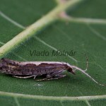 Plutella xylostella - Molička kapustová 173752