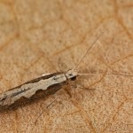 Plutella xylostella - Molička kapustová 18-39-30