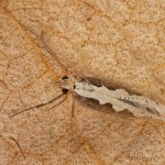 Plutella xylostella - Molička kapustová 18-42-23