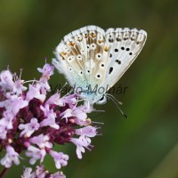 Polyommatus coridon - Modráčik vikový IMG_3970