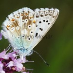 Polyommatus coridon - Modráčik vikový IMG_3973