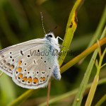 Polyommatus thersites cf - Modráčik blankytný IMG_0340