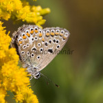 Polyommatus thersites cf - Modráčik blankytný IMG_8777