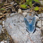 Polyommatus thersites cf - Modráčik blankytný IMG_9970