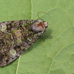 Polyphaenis sericata - Sivkavec svíbový 095928