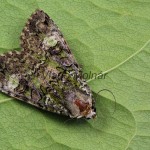 Polyphaenis sericata - Sivkavec svíbový 100532