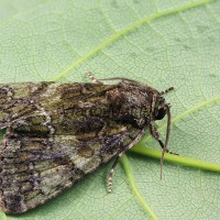 Polyphaenis sericata - Sivkavec svíbový 155018