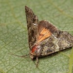 Polyphaenis sericata - Sivkavec svíbový 21-04-13
