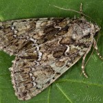 Polyphaenis sericata - Sivkavec svíbový 23-24-54